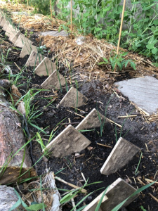 Photo de jeunes semis en pleine terre, séparés par des carrelage à la verticale, pour éviter le passage des chats