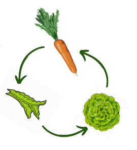 Le bon ordre de succession des légumes en été : légumes feuilles => légumes racines => légumineuses => légumes feuilles, et ainsi de suite.