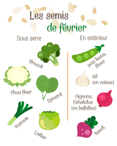 Résumé des semis de février au potager