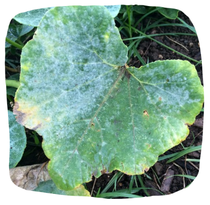 Courge attaquée par l'oïdium : des taches blanches sur ses feuilles