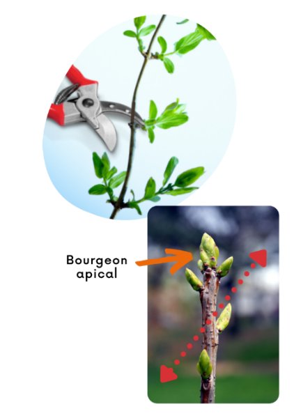 Le sécateur se place juste au dessus d'un bourgeon, en biseau dans le même sens que le bourgeon