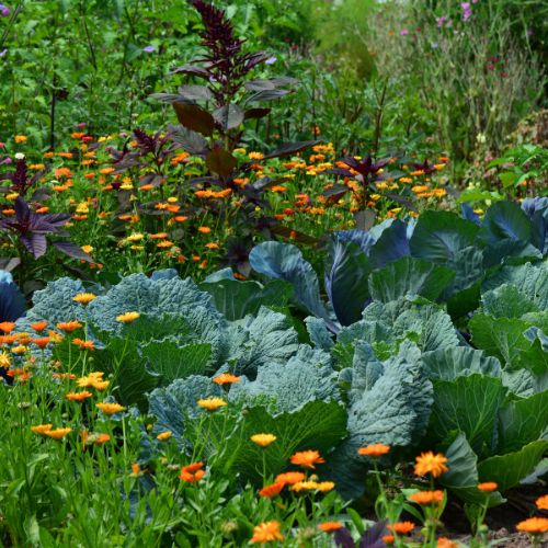 Une zone du jardin avec une grande diversité de plantes et des fleurs