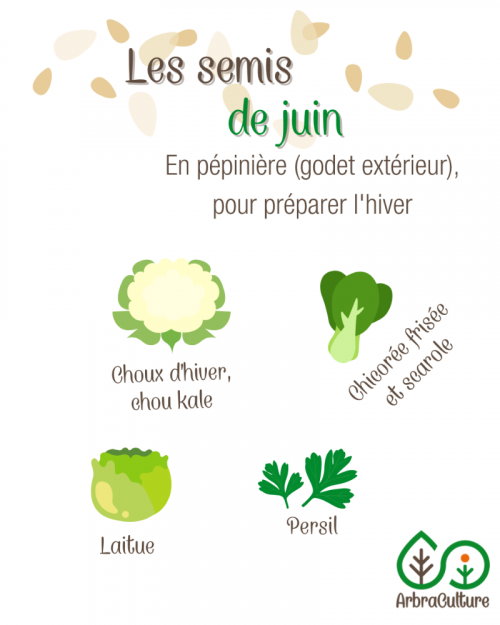 semis-juin-permaculture-godets.png