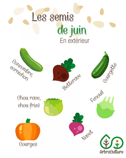 semis-juin-potager-exterieur.png