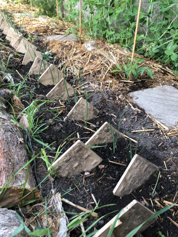 Protection des jeunes poireaux avec du carrelage, une astuce pour le potager permaculture