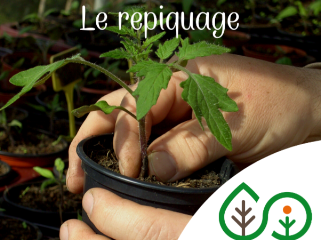 Potager Permaculture en Mai : votre to-do liste printanière