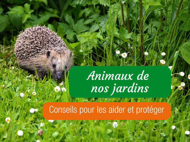 Les Animaux de nos Jardins : conseils naturels pour les attirer et les protéger