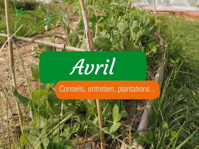 Permaculture en avril : on fait quoi au potager ? Nos conseils