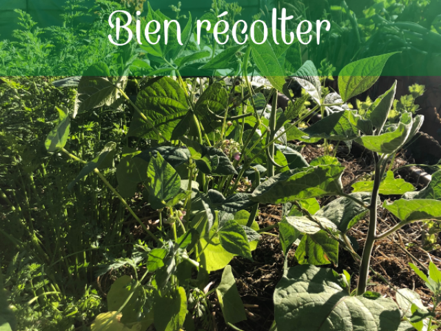 Potager permaculture en juillet : quoi faire ? Comment ?  