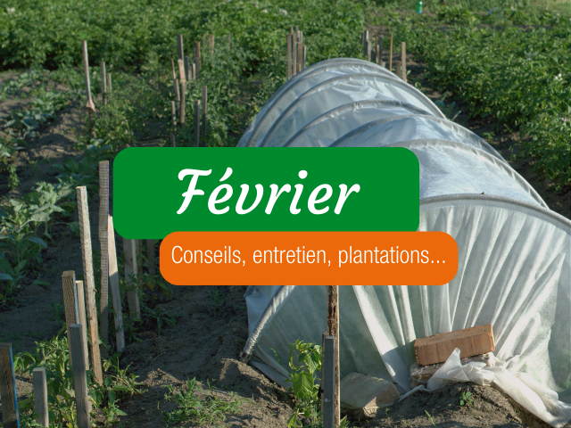 Le Potager Permaculture en Février : nos conseils pour la reprise