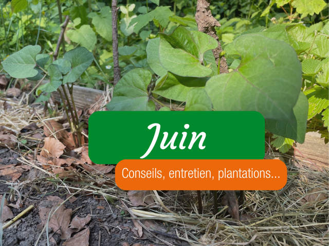 Potager permaculture en Juin : que faire ? 