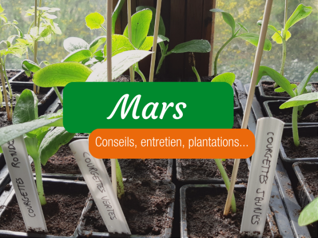 Les semis de mars : toutes les actions permaculture du mois !