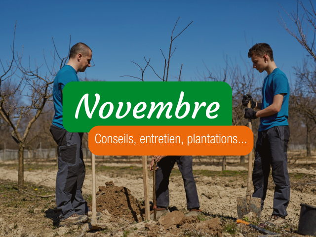 Potager Permaculture en Novembre : 3 conseils clés