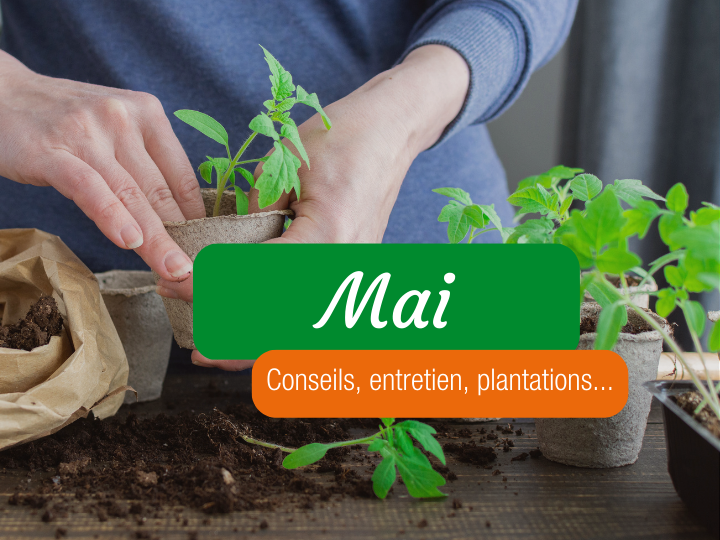 Jardinage : que faut-il planter et semer dans votre potager en mai ?