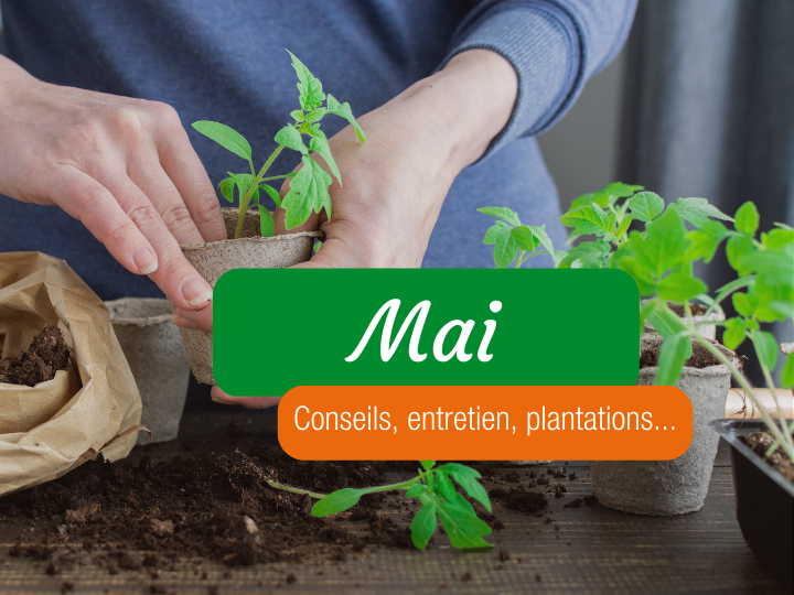 Potager Permaculture en Mai : votre to-do liste printanière