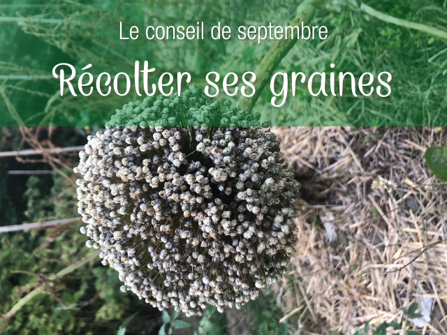 Quand semer les graines? A l'automne aussi? - Le Jardin des