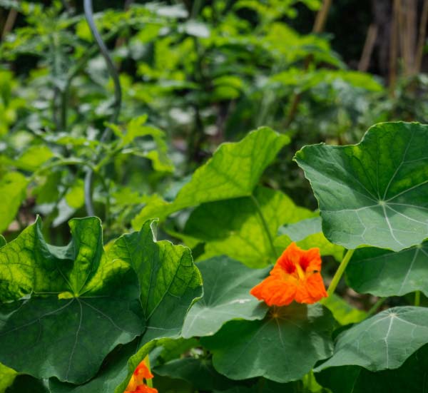 Soyez prêt pour la transition vers la permaculture