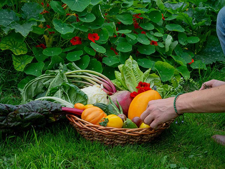 récolte de légumes du potager naturel